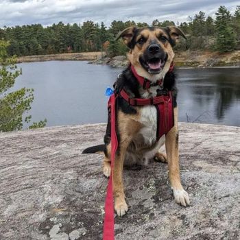 dog sitting on a rock with a lake behind | Portfolio: Business/Marketing